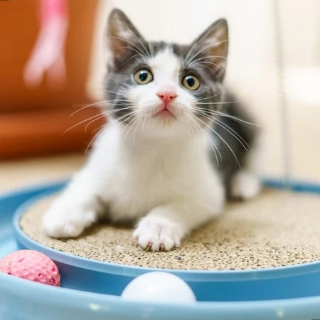 ARRANHADOR REDONDO PARA GATO COM BOLINHA